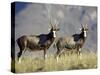 Two Blesbok, Mountain Zebra National Park, South Africa, Africa-James Hager-Stretched Canvas