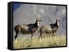 Two Blesbok, Mountain Zebra National Park, South Africa, Africa-James Hager-Framed Stretched Canvas