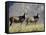 Two Blesbok, Mountain Zebra National Park, South Africa, Africa-James Hager-Framed Stretched Canvas