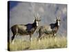 Two Blesbok, Mountain Zebra National Park, South Africa, Africa-James Hager-Stretched Canvas