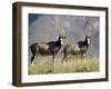 Two Blesbok, Mountain Zebra National Park, South Africa, Africa-James Hager-Framed Photographic Print