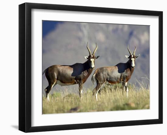 Two Blesbok, Mountain Zebra National Park, South Africa, Africa-James Hager-Framed Photographic Print