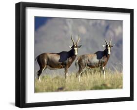 Two Blesbok, Mountain Zebra National Park, South Africa, Africa-James Hager-Framed Photographic Print