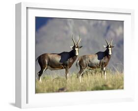 Two Blesbok, Mountain Zebra National Park, South Africa, Africa-James Hager-Framed Photographic Print