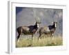 Two Blesbok, Mountain Zebra National Park, South Africa, Africa-James Hager-Framed Photographic Print