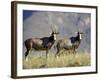 Two Blesbok, Mountain Zebra National Park, South Africa, Africa-James Hager-Framed Photographic Print