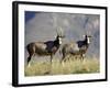 Two Blesbok, Mountain Zebra National Park, South Africa, Africa-James Hager-Framed Photographic Print