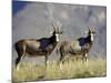 Two Blesbok, Mountain Zebra National Park, South Africa, Africa-James Hager-Mounted Photographic Print