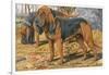 Two Bloodhounds Standing-Louis Agassiz Fuertes-Framed Art Print