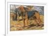 Two Bloodhounds Standing-Louis Agassiz Fuertes-Framed Premium Giclee Print