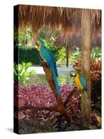 Two Blue and Gold Macaws Perched Under Thatched Roof-Lisa S. Engelbrecht-Stretched Canvas