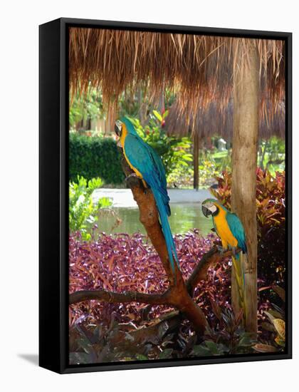 Two Blue and Gold Macaws Perched Under Thatched Roof-Lisa S. Engelbrecht-Framed Stretched Canvas