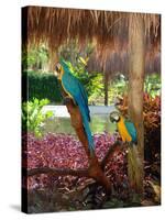 Two Blue and Gold Macaws Perched Under Thatched Roof-Lisa S. Engelbrecht-Stretched Canvas