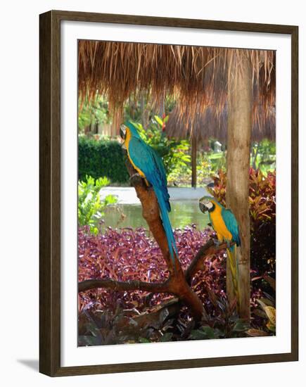 Two Blue and Gold Macaws Perched Under Thatched Roof-Lisa S. Engelbrecht-Framed Premium Photographic Print