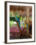 Two Blue and Gold Macaws Perched Under Thatched Roof-Lisa S. Engelbrecht-Framed Premium Photographic Print
