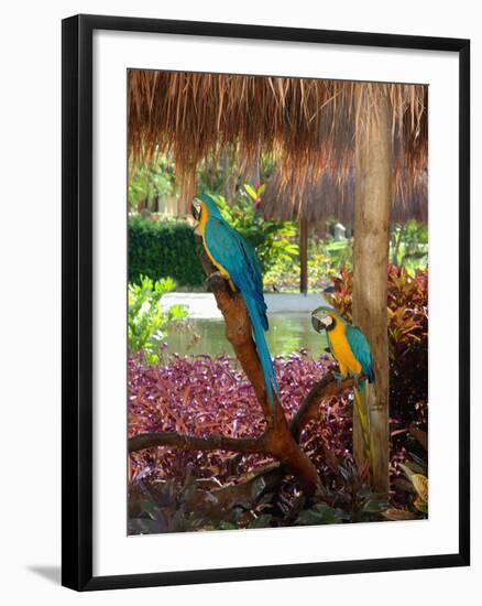 Two Blue and Gold Macaws Perched Under Thatched Roof-Lisa S. Engelbrecht-Framed Premium Photographic Print