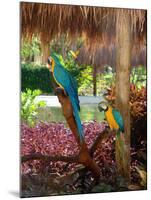 Two Blue and Gold Macaws Perched Under Thatched Roof-Lisa S. Engelbrecht-Mounted Premium Photographic Print