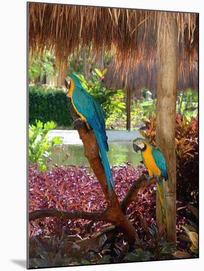 Two Blue and Gold Macaws Perched Under Thatched Roof-Lisa S. Engelbrecht-Mounted Premium Photographic Print