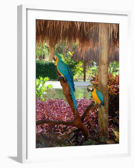 Two Blue and Gold Macaws Perched Under Thatched Roof-Lisa S. Engelbrecht-Framed Photographic Print