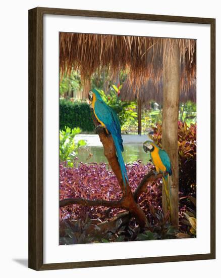 Two Blue and Gold Macaws Perched Under Thatched Roof-Lisa S. Engelbrecht-Framed Photographic Print