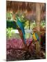 Two Blue and Gold Macaws Perched Under Thatched Roof-Lisa S. Engelbrecht-Mounted Photographic Print