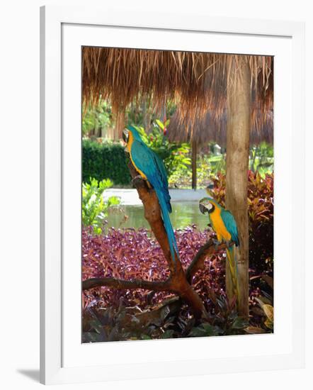 Two Blue and Gold Macaws Perched Under Thatched Roof-Lisa S. Engelbrecht-Framed Photographic Print