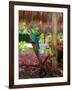 Two Blue and Gold Macaws Perched Under Thatched Roof-Lisa S. Engelbrecht-Framed Photographic Print