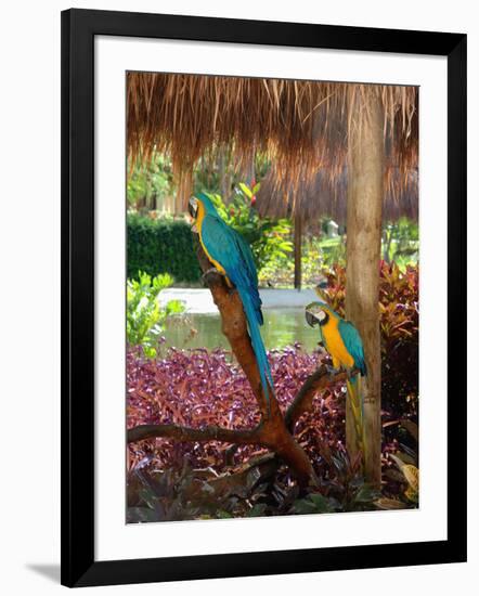 Two Blue and Gold Macaws Perched Under Thatched Roof-Lisa S. Engelbrecht-Framed Photographic Print