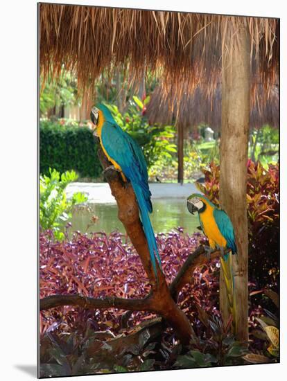 Two Blue and Gold Macaws Perched Under Thatched Roof-Lisa S. Engelbrecht-Mounted Photographic Print