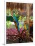 Two Blue and Gold Macaws Perched Under Thatched Roof-Lisa S. Engelbrecht-Framed Photographic Print