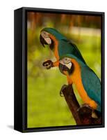 Two Blue and Gold Macaws-Lisa S. Engelbrecht-Framed Stretched Canvas