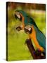 Two Blue and Gold Macaws-Lisa S. Engelbrecht-Stretched Canvas