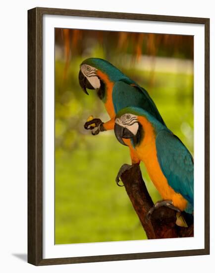 Two Blue and Gold Macaws-Lisa S. Engelbrecht-Framed Premium Photographic Print