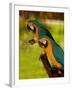 Two Blue and Gold Macaws-Lisa S. Engelbrecht-Framed Premium Photographic Print