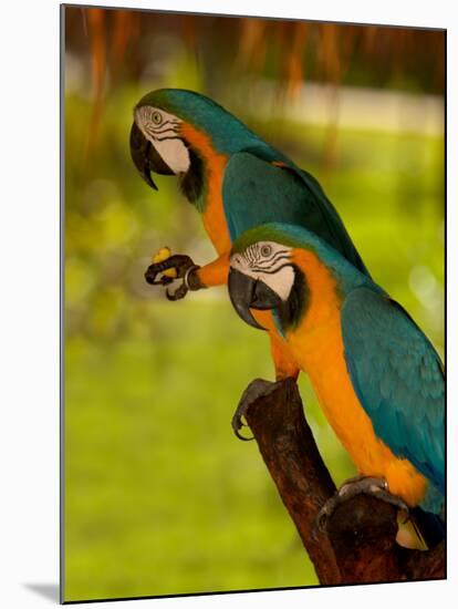 Two Blue and Gold Macaws-Lisa S. Engelbrecht-Mounted Premium Photographic Print