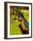 Two Blue and Gold Macaws-Lisa S. Engelbrecht-Framed Photographic Print