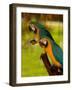 Two Blue and Gold Macaws-Lisa S. Engelbrecht-Framed Photographic Print