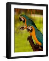 Two Blue and Gold Macaws-Lisa S. Engelbrecht-Framed Photographic Print