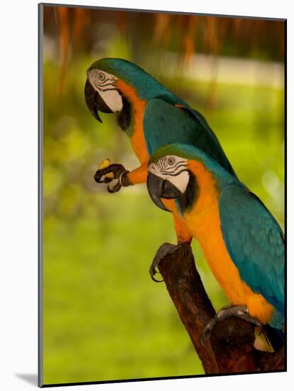 Two Blue and Gold Macaws-Lisa S. Engelbrecht-Mounted Photographic Print