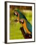 Two Blue and Gold Macaws-Lisa S. Engelbrecht-Framed Photographic Print