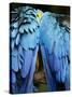 Two blue and gold macaws-Paul Souders-Stretched Canvas