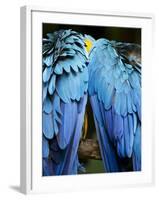 Two blue and gold macaws-Paul Souders-Framed Photographic Print