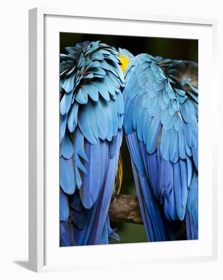 Two blue and gold macaws-Paul Souders-Framed Photographic Print