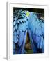 Two blue and gold macaws-Paul Souders-Framed Photographic Print