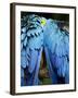 Two blue and gold macaws-Paul Souders-Framed Photographic Print