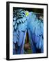 Two blue and gold macaws-Paul Souders-Framed Photographic Print