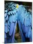 Two blue and gold macaws-Paul Souders-Mounted Photographic Print