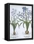 Two Blue Hyacinths, from Hortus Eystettensis, by Basil Besler-null-Framed Stretched Canvas