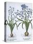 Two Blue Hyacinths, from Hortus Eystettensis, by Basil Besler-null-Stretched Canvas