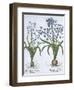 Two Blue Hyacinths, from Hortus Eystettensis, by Basil Besler-null-Framed Giclee Print